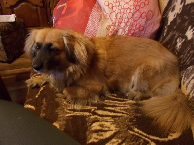 Najwierniejszy przyjaciel pies