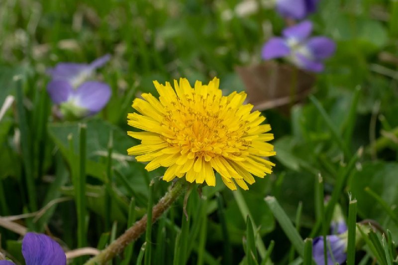 Zdrowa kuracja wiosenna